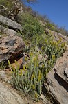 Euphorbia tescorum PV2496 Merille GPS168 v 2012 Kenya 2014_0419.jpg